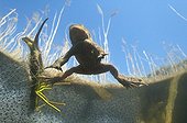 Common toad swimming to the surface Lake of Jura France  ; Feature: "A fleur d'eau"