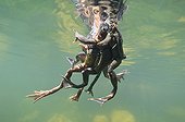 European frogs mating Lake of Jura France ; Feature: "A fleur d'eau"
