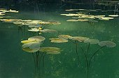Yellow Water Lily Flowers Lake of Jura France ; Feature: "A fleur d'eau"