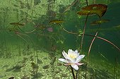 Withe Water Lily Flowers Lake of Jura France ; Feature: "A fleur d'eau"