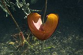 Heart  Water Lily Lake of Jura France ; Feature: "A fleur d'eau"