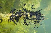 Tadpoles eat aquatic plants Lake of Jura France  ; Feature: "A fleur d'eau"