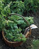 Basil 'A large sheets' and 'A leaf lettuce'