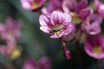 Mouche domestique faisant sa toilette après avoir butiné