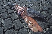 Basking Shark dismembered lying on a pavement Azores