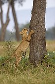 Lion cub making its claws against a trunk Masai Mara Kenya