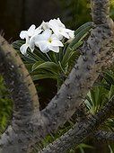 Halfmen in bloom in a garden