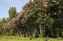 Lilac hedge in bloom  Sweden