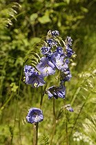 Blue Polemonium inflorescence on a slope Sweden