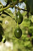 Unripe fruits of Tomatillo in a kitchen garden Doubs