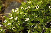 Dogwood in bloom in Norway