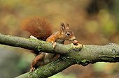 Red squirrel finding a nut in autumn Ile-de-France 