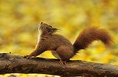 Red squirrel stretching on a branch Ile-de-France