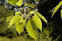 Paper Mulberry foliage and inflorescences Copenhagen