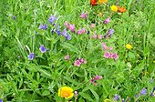 Purple Viper Bugloss in bloom in a garden