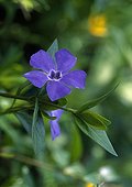 Flower of Common Periwinkle