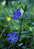Flower of Common Periwinkle