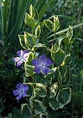 Variegated Big Leaf Periwinkle