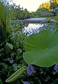 Water garden Jardin des Paradis Cordes-sur-Ciel
