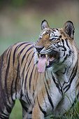 Bengal tiger flemen behavior Bandhavgarh India