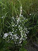 Aster and Chaix mullen 'Album' in bloom in a garden