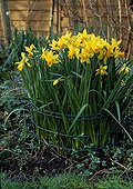 Wiring of Narcissus 'Jet Fire' in Les Jardins d'Anne-Marie