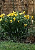 Wiring of Narcissus' Jet Fire Jardins d'Anne-Marie France