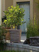 Lemon tree in pot on a garden terrace