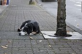 Abandoned pets in the street France