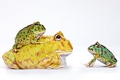 Three varieties of Horned Frog in studio ; Horned frogs native of Argentina. <br><br>The two individuals on the ground are Chacoan Horned Frog : the yellow individual is an albino. The third individual belongs to Ceratophrys ornata species.