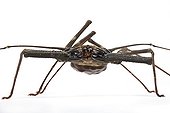 Giant tailless Whipscorpion stood on feets in studio ; Whipscorpion native of Western Africa. 