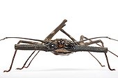 Giant tailless Whipscorpion stood on feets in studio ; Whipscorpion native of Western Africa. 