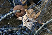 Shell of Queen conch in a fishing net Guedaloupe