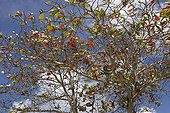 Foliage of a Tropical Almond Grande Terre Guedaloupe
