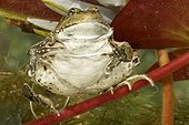 Green frog hiding under water lily France
