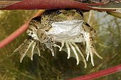 Green frog hiding under water lily France