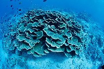 Hard coral Barracuda Point Sipadan Island Malaysia 
