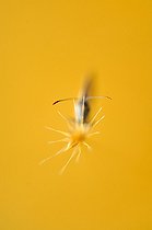 Nymphalidé au repos sur une fleur Touraine France
