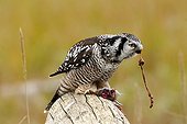 Northern Hawk Owl eating a field mouse on a log  Alaska USA