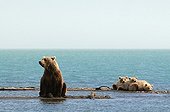 Grizzly and young lake Katmai Alaska 