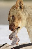 Lioness feeding on a zebra found dead Namibia