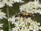Long-horned Beetle on an umbel Doubs France