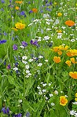 Perennial Flax and California poppies in bloom in a garden