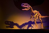 One-crested lizard The Royal Tyrrell Museum of Palaeontology ; Dinosaure :  Monolophosaurus