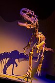One-crested lizard The Royal Tyrrell Museum of Palaeontology ; Dinosaure: Monolophosaurus 