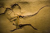 Dinosaure au  Musée Royal Tyrrell de paléontologie ; Dinosaure :  Struthiomimus altus