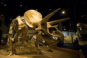 Triceratops The Royal Tyrrell Museum of Palaeontology