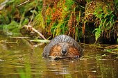 Beaver gnawing the bark in water British Columbia 