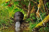 Beaver leaving water British Columbia Canada 