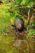 Castor entering water British Columbia Canada 